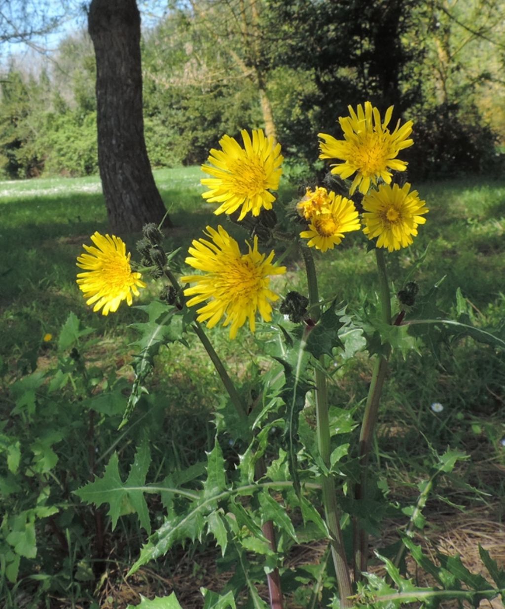 Fiori gialli - Sonchus sp.